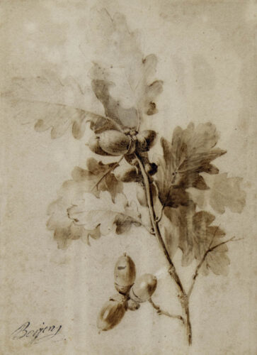 oeuvre de antoine berjon - une branche de chêne - plume sur papier