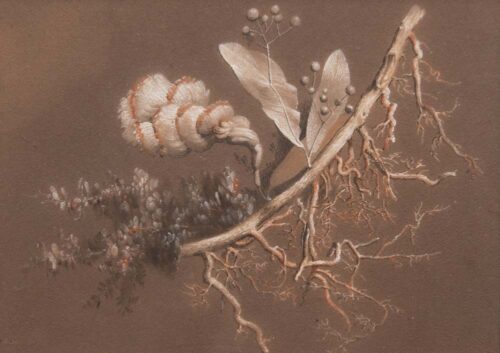 oeuvre de antoine berjon - branche et racines - pierre noire sur papier
