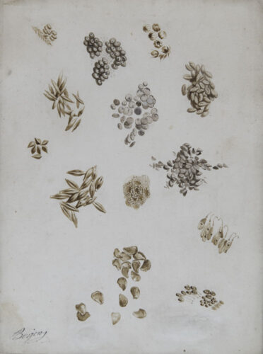 oeuvre de antoine berjon - graines de blé, d’avoine, d’orge, de sarrazin et graine bruchées - plume sur papier